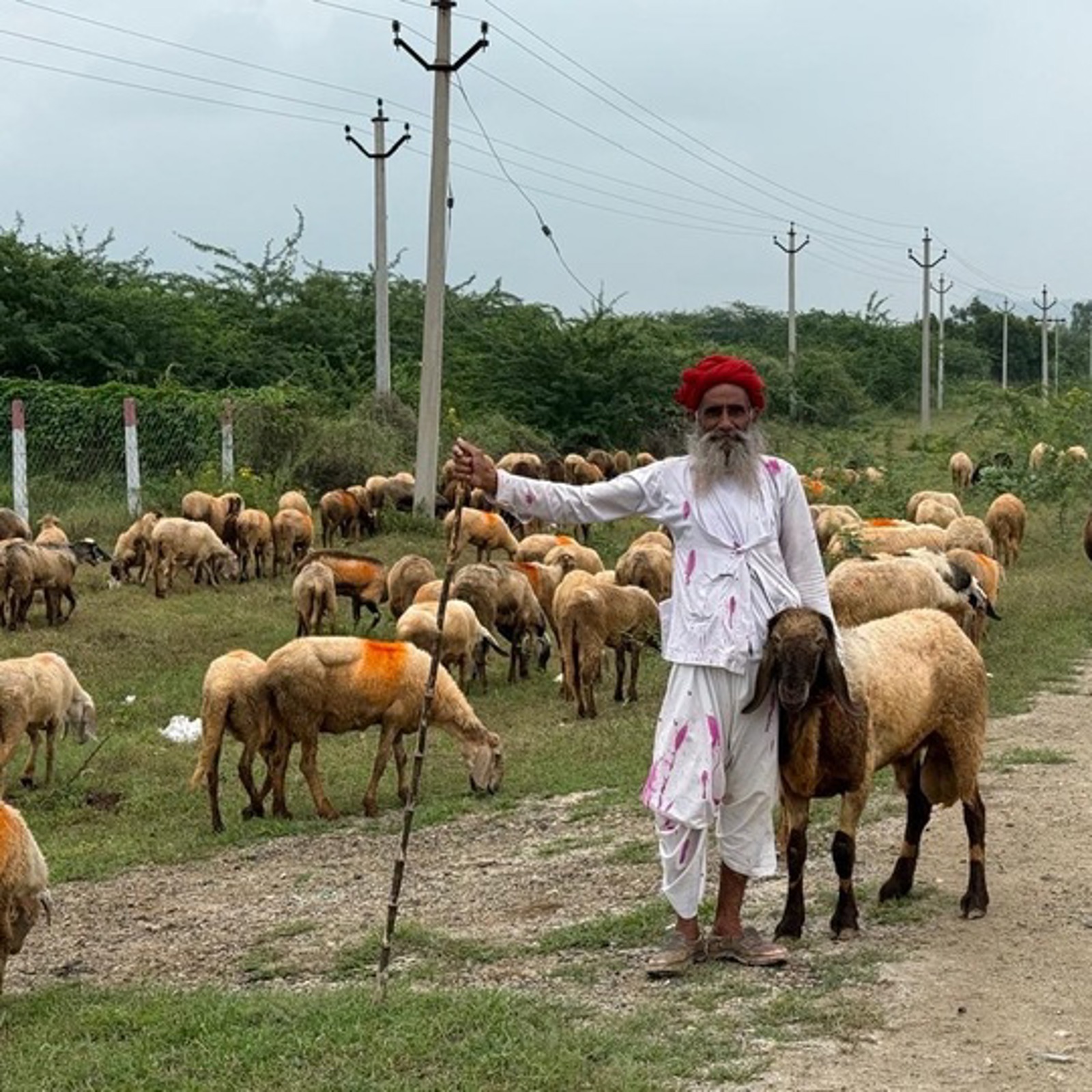 Får + fårhede Indien