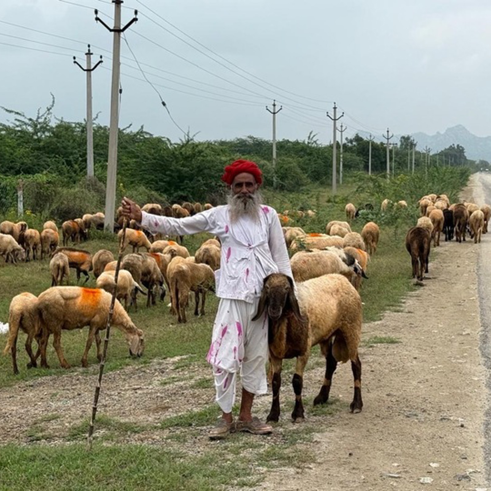 Får + fårhede Indien